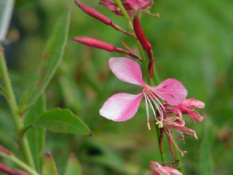 Gaura lindheimeri 'Siskiyou Pink'Prachtkaars bestellen